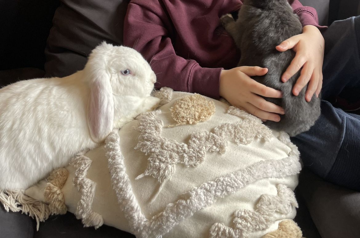 Ein Kind sitzt auf dem Sofa, zwei Kaninchen liegen bei ihm
